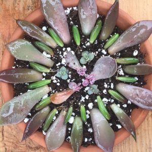 Succulant Leaf Mandala